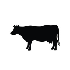 cow on white background