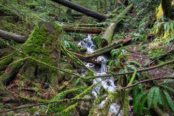 moss on a tree,