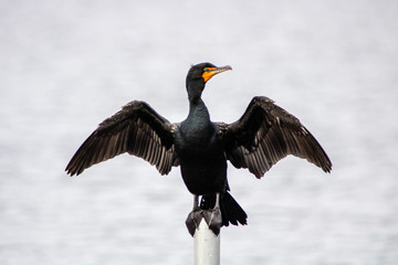 Male cormorant