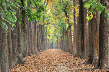 Green Tunnel in the forest Liugui