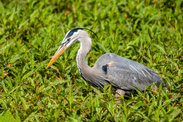 Great blue heron