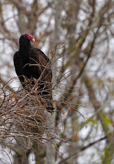 View of a wild condor bird in the Everglades, Florida, United States