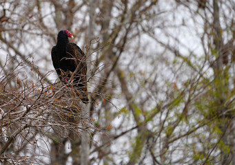 View of a wild condor bird in the Everglades, Florida, United States