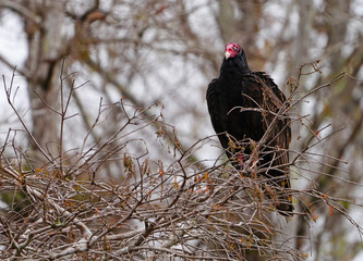 View of a wild condor bird in the Everglades, Florida, United States