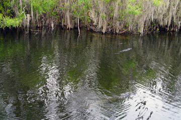 View of a wild alligator in a swamp in the Everglades, Florida, United States