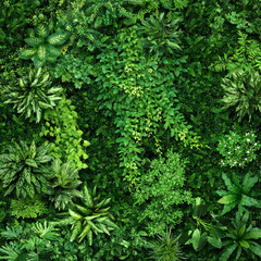 Vegetative background from leaves and plants. Lush, natural foliage. Green vegetation backdrop. Top view of a bed of green plants. High quality image for professionnal compositing.