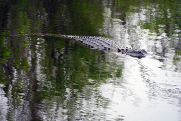 View of a wild alligator in a swamp in the Everglades, Florida, United States