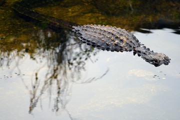 View of a wild alligator in a swamp in the Everglades, Florida, United States