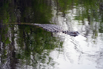 View of a wild alligator in a swamp in the Everglades, Florida, United States
