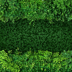 Green plants background bordered by a frame of leaves. Vegetative background from leaves and...