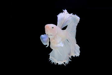 white betta on black screen