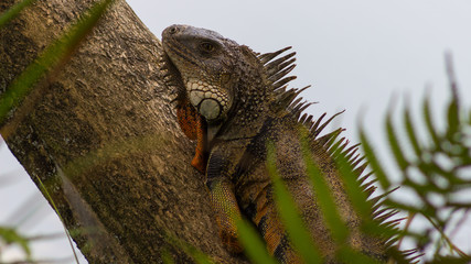  Adult iguana climbing a tree without a left hand