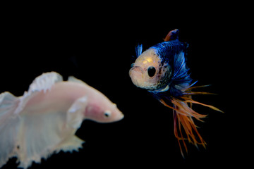 Fototapeta premium blue yellow crowntail betta and white on black screen