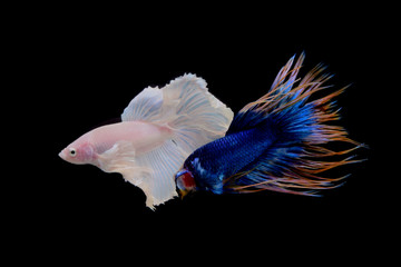 blue yellow crowntail betta and white on black screen