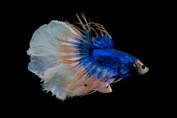 Fototapeta premium blue yellow crowntail betta and white on black screen