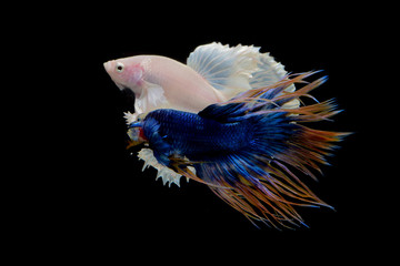 blue yellow crowntail betta and white on black screen