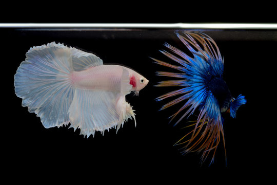 Blue Yellow Crowntail Betta And White On Black Screen