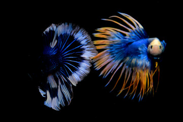 blue and yellow crowntail betta , blue white betta on black screen