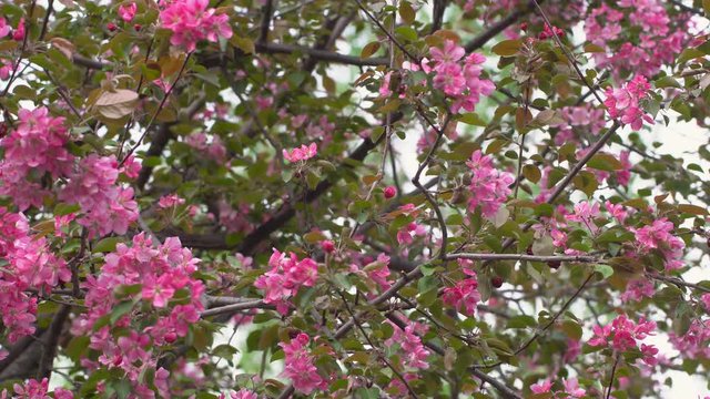 Blooming pink apple flowers against light sunlit vivid background. Slow motion footage.