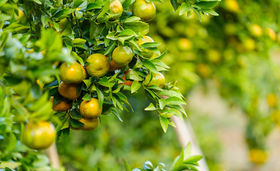 Orange tree in the garden.Farm of fruit