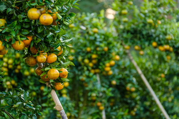 Orange tree in the garden.Farm of fruit