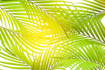 tropical palm leaf background, coconut palm trees perspective view