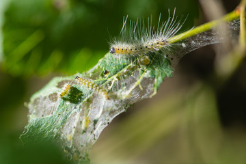 caterpillar on a leaf