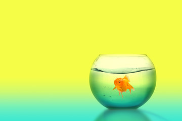 Goldfish in the fishbowl
