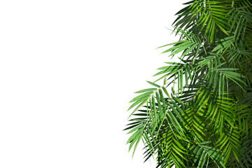 Green palm leaves