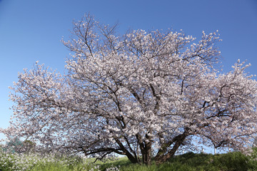 東京　多摩川土手の桜