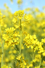 菜の花