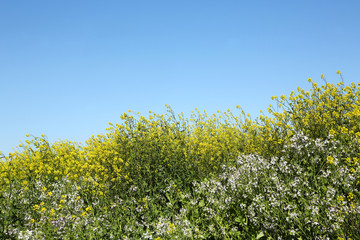 青空と菜の花畑