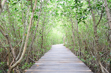 Fototapeta premium Wooden walkway and tree tunnel in mangrove forest
