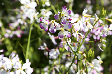 うす紫色の菜の花
