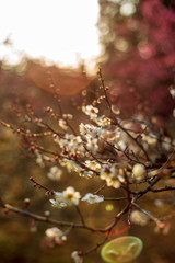 梅の花
