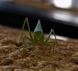 Green Cricket