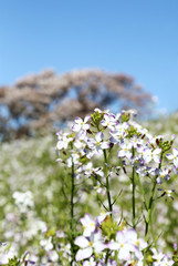多摩川河川敷　白い菜の花