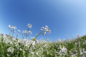 Fototapeta premium 多摩川河川敷 白い菜の花