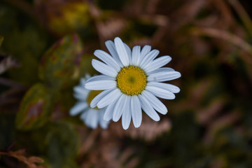  White flower
