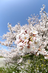 東京　多摩川土手の桜	