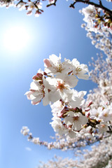 東京　多摩川土手の桜	
