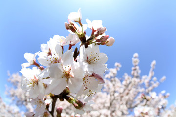 東京　多摩川土手の桜