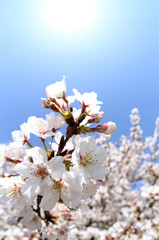 東京　多摩川土手の桜