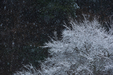 霧氷と降雪