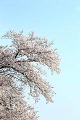 東京　多摩川土手の桜