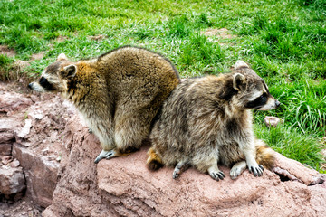 Furry raccoon friends sitting on a rock in South Dakota