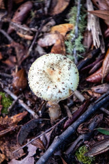 mushrooms in the forrest