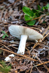 mushrooms in the forrest