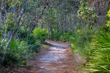 Obraz premium pathway through the forest