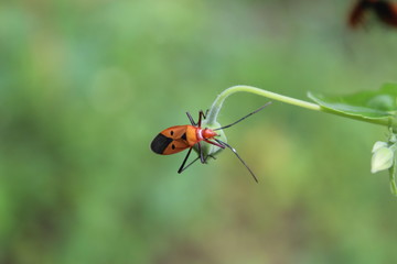 ant on leaf